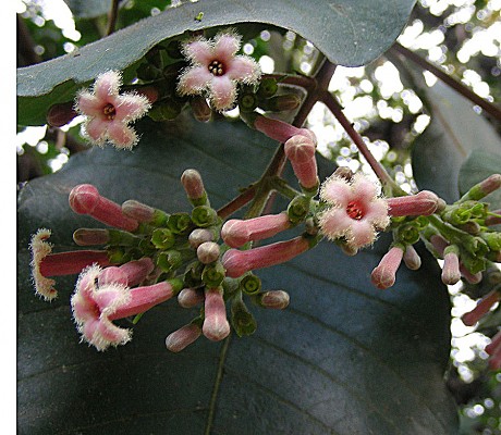 quinino cinchona pubescens.jpg
